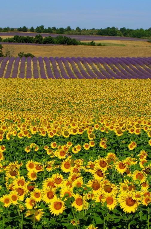 Les Terrasses De Valensole Bed & Breakfast Luaran gambar