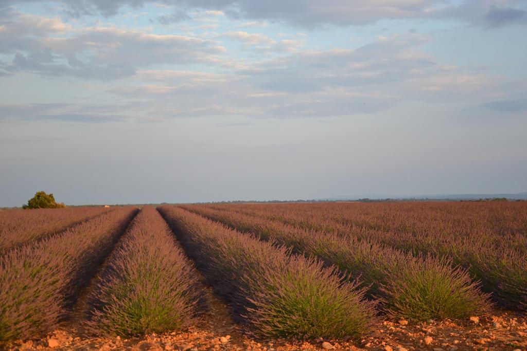 Les Terrasses De Valensole Bed & Breakfast Luaran gambar