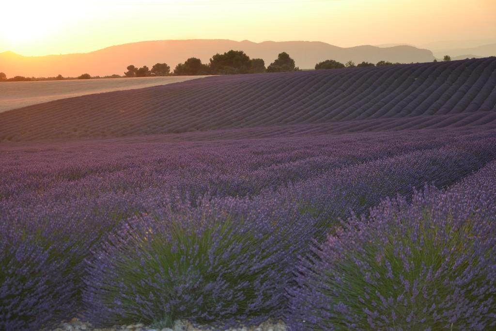 Les Terrasses De Valensole Bed & Breakfast Luaran gambar