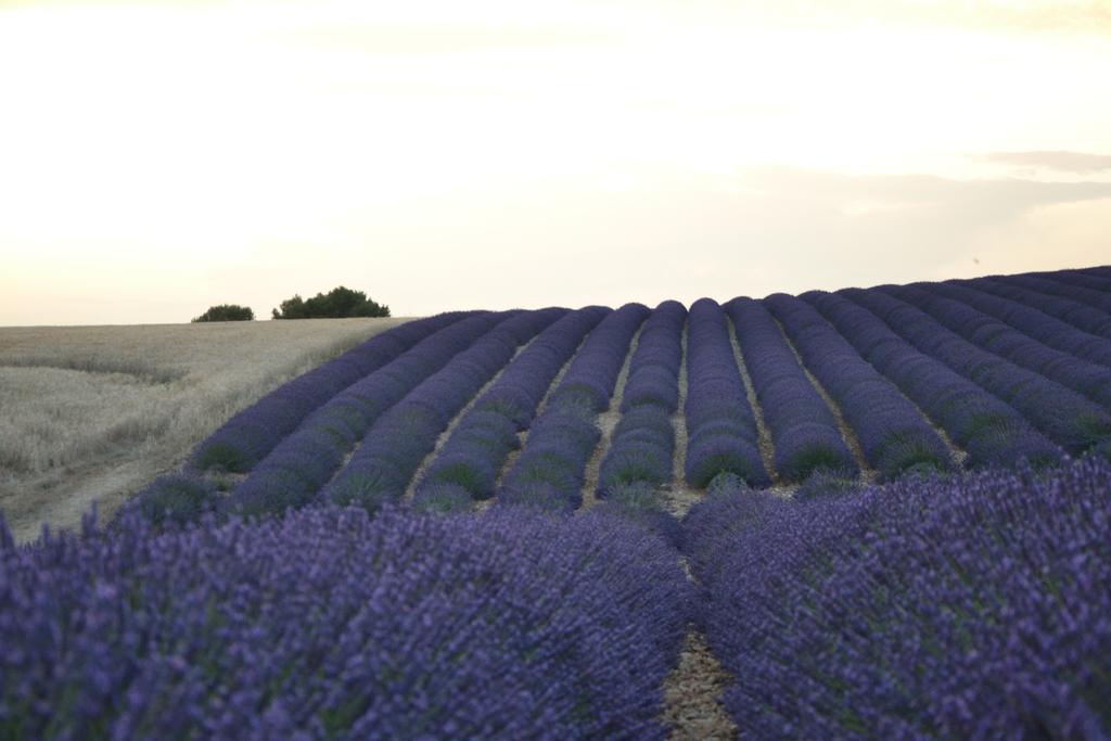 Les Terrasses De Valensole Bed & Breakfast Luaran gambar