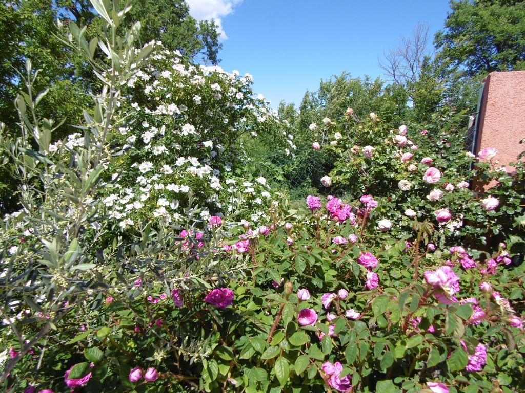 Les Terrasses De Valensole Bed & Breakfast Luaran gambar