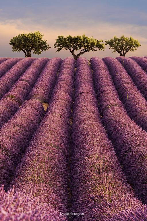 Les Terrasses De Valensole Bed & Breakfast Luaran gambar